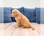 Small Photo #8 Goldendoodle (Miniature) Puppy For Sale in MILLERSBURG, OH, USA