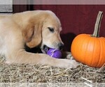 Small Photo #5 Golden Irish Puppy For Sale in JONES, MI, USA