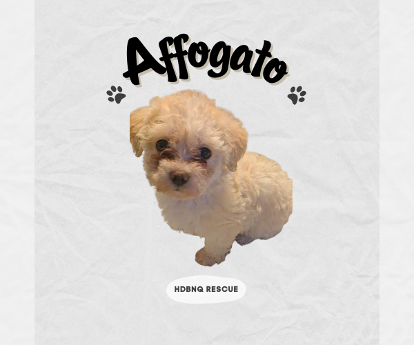 Medium Photo #2 Maltipoo (Miniature) Puppy For Sale in Pacifica, CA, USA