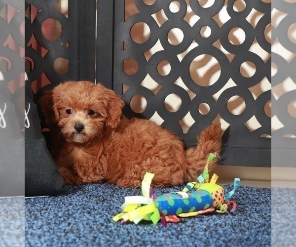 Medium Photo #3 ShihPoo Puppy For Sale in MOUNT VERNON, OH, USA