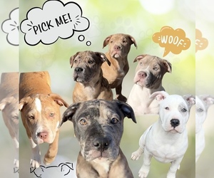American Pit Bull Terrier Litter for sale in PITTSBURGH, PA, USA