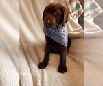 Small Photo #7 Labrador Retriever Puppy For Sale in LONG PINE, NE, USA