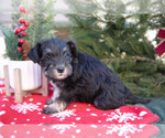 Small Photo #18 Mutt-Schnauzer (Miniature) Mix Puppy For Sale in DOVER, PA, USA