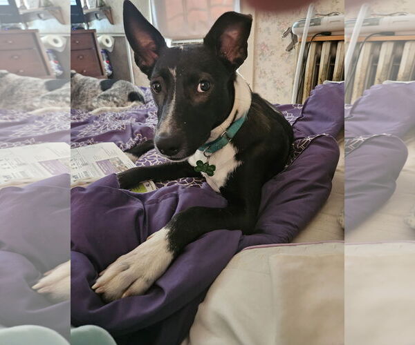 Medium Photo #1 Mutt Puppy For Sale in Sterling, MA, USA