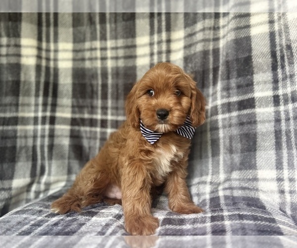 Medium Photo #3 Cavapoo Puppy For Sale in LAKELAND, FL, USA