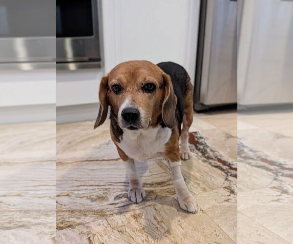 Medium Photo #3 Beagle Puppy For Sale in Tampa, FL, USA