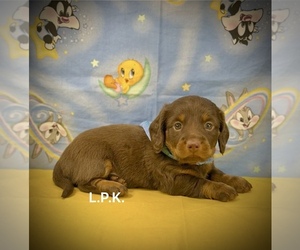Dachshund Puppy for sale in WINNSBORO, LA, USA