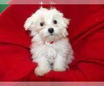 Small Photo #18 Maltese Puppy For Sale in PATERSON, NJ, USA
