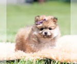 Small Photo #61 Pomeranian Puppy For Sale in WARSAW, IN, USA