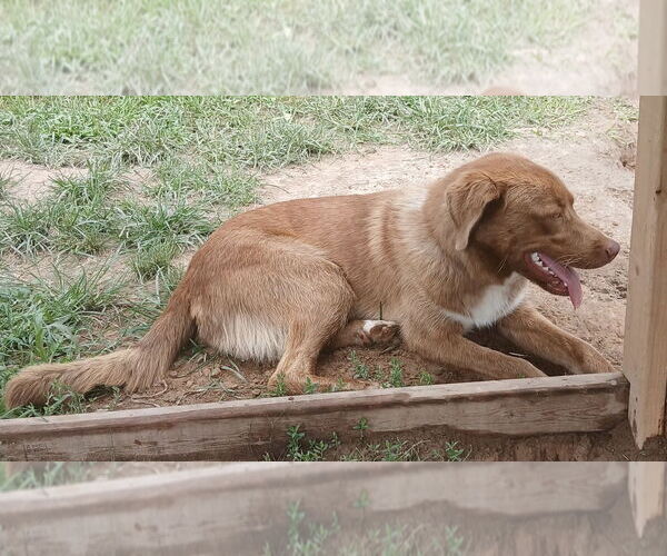 Medium Photo #3 Golden Pyrenees Puppy For Sale in Harrison, AR, USA