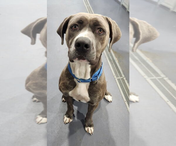 Medium Photo #2 Mutt Puppy For Sale in Walnutport, PA, USA