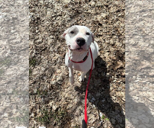 Medium Photo #16 American Bulldog-Unknown Mix Puppy For Sale in Germantown, OH, USA