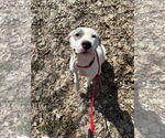 Small #15 American Bulldog Mix