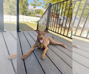 Labrador Retriever-Unknown Mix Dogs for adoption in Sandy, UT, USA