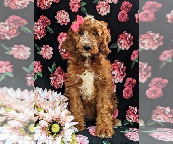 Medium Photo #3 Irish Setter-Poodle (Miniature) Mix Puppy For Sale in BIRD IN HAND, PA, USA