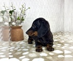 Small #7 Dachshund