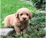 Small Photo #5 Labradoodle Puppy For Sale in SYRACUSE, IN, USA