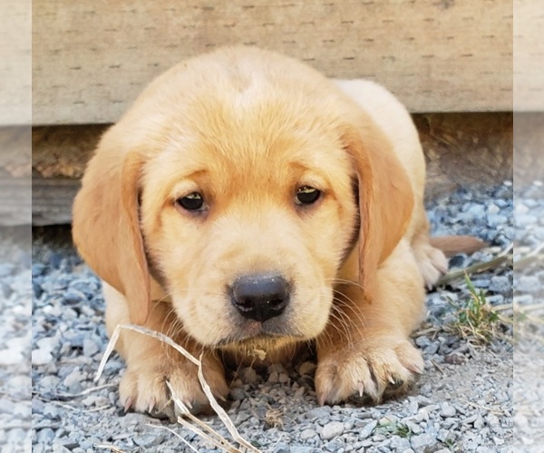 Medium Photo #3 Labrador Retriever Puppy For Sale in OLYMPIA, WA, USA