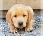 Small Photo #3 Labrador Retriever Puppy For Sale in OLYMPIA, WA, USA