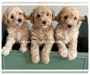 Miniature Labradoodle Puppy for Sale in GROVELAND, Florida USA