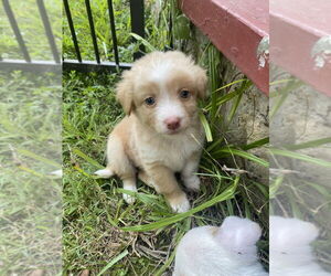 Mutt Dogs for adoption in Aurora, IN, USA