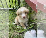 Small Mutt