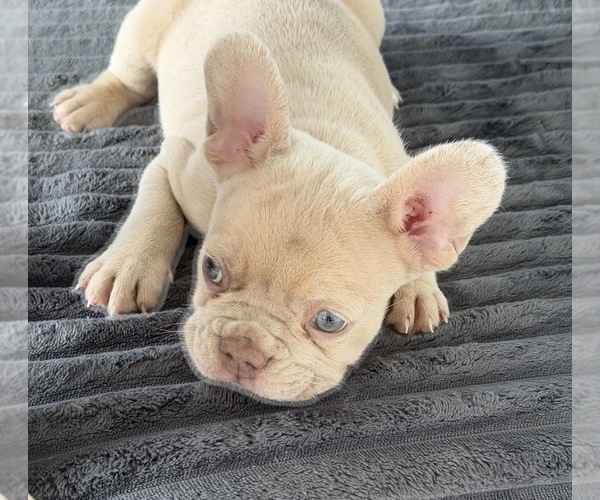 Medium Photo #3 French Bulldog Puppy For Sale in ARVERNE, NY, USA