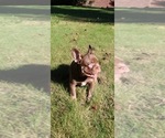 Small #3 French Bulldog