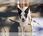 Small #3 Collie Mix