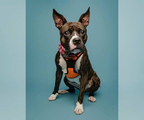 Medium Photo #11 Bull-Boxer Puppy For Sale in Kennesaw, GA, USA