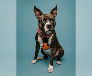 Rockette - Female Bull-Boxer Dog for Adoption - Photo #11