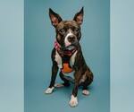 Small Photo #11 Bull-Boxer Puppy For Sale in Kennesaw, GA, USA