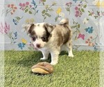 Small #1 Chihuahua