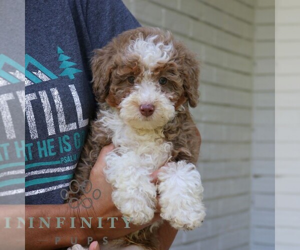 Medium Photo #3 Bernedoodle (Miniature) Puppy For Sale in NARVON, PA, USA