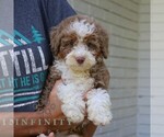 Small #2 Bernedoodle (Miniature)