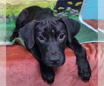 Small #2 Labrador Retriever Mix