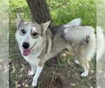 Small #1 Siberian Husky