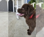 Small #3 Newfoundland