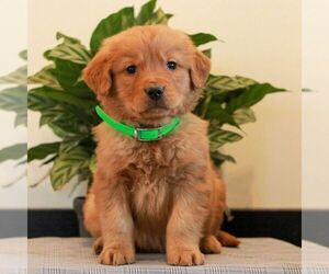 Golden Retriever Puppy for sale in LITITZ, PA, USA