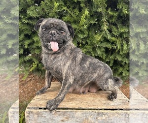 Mother of the Pug puppies born on 06/14/2025