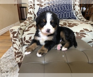 Bernese Mountain Dog Puppy for sale in HORSE SHOE, NC, USA