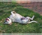Small #4 American Staffordshire Terrier Mix