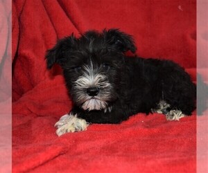 Schnauzer (Miniature) Puppy for sale in BARNESVILLE, KS, USA