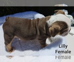 Small Photo #10 Bulldog Puppy For Sale in FRESNO, CA, USA