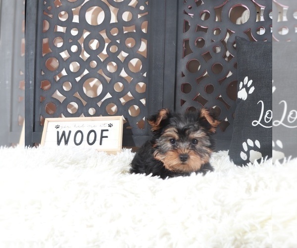 Medium Photo #4 Yorkshire Terrier Puppy For Sale in MOUNT VERNON, OH, USA