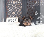 Small #3 Yorkshire Terrier