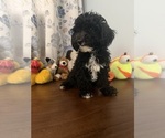 BichPoo puppies - Male Bichpoo Puppy for Sale - Photo #23