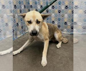 Gerberian Shepsky Dogs for adoption in Rosenberg, TX, USA