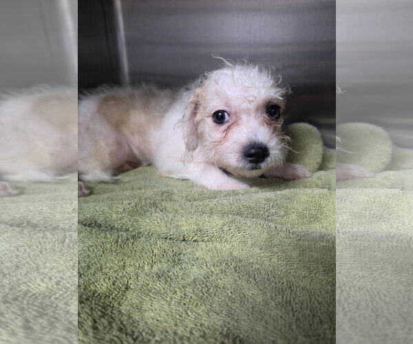 Medium Photo #1 ShihPoo Puppy For Sale in Pipe Creek, TX, USA
