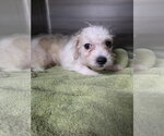 Hamilton - Male ShihPoo Dog for Adoption - Small photo